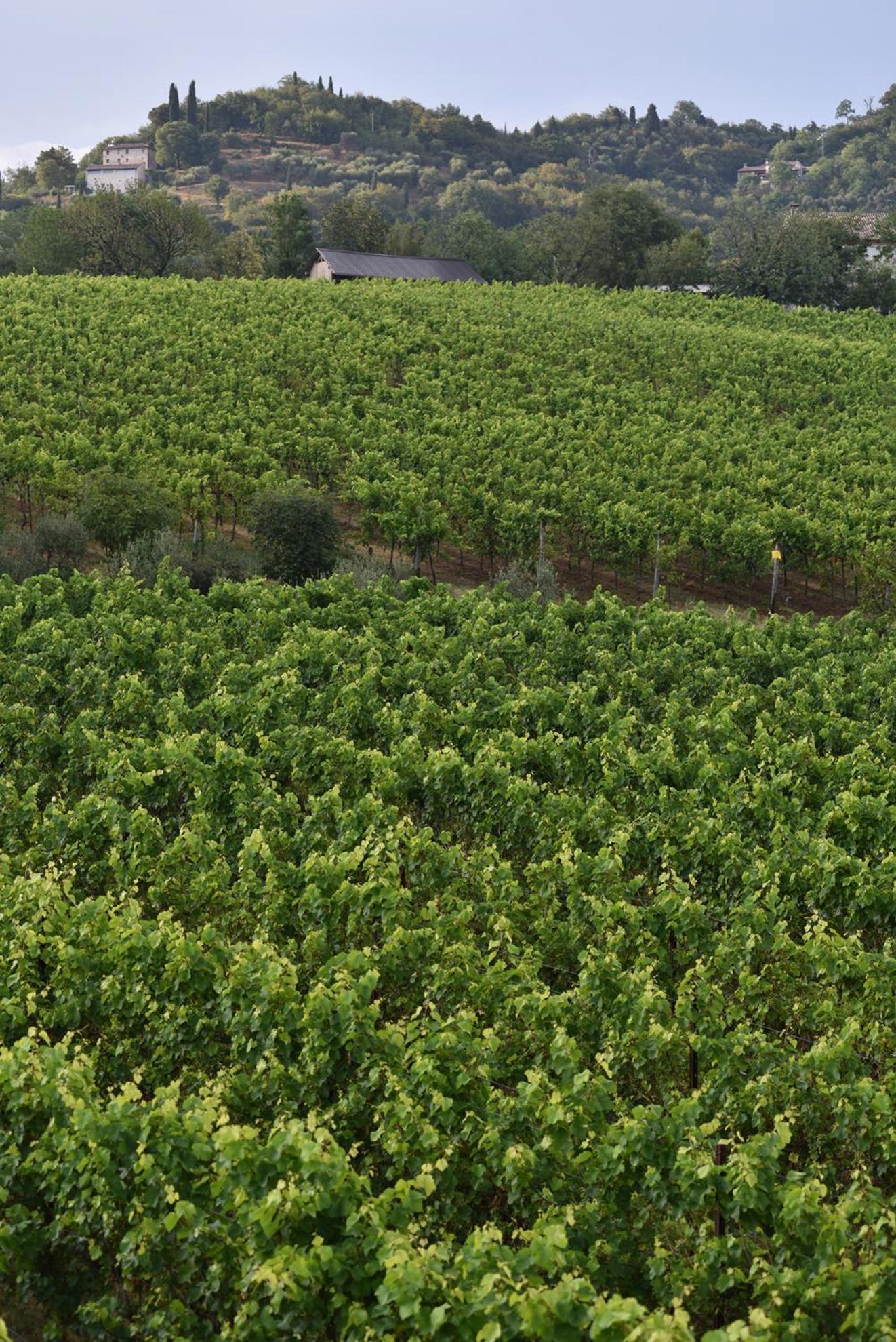 Progress Country & Wine House Aparthotel Asolo Exteriör bild